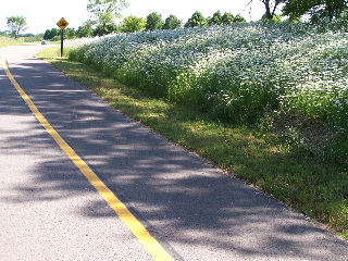 Bike Trail Daisies